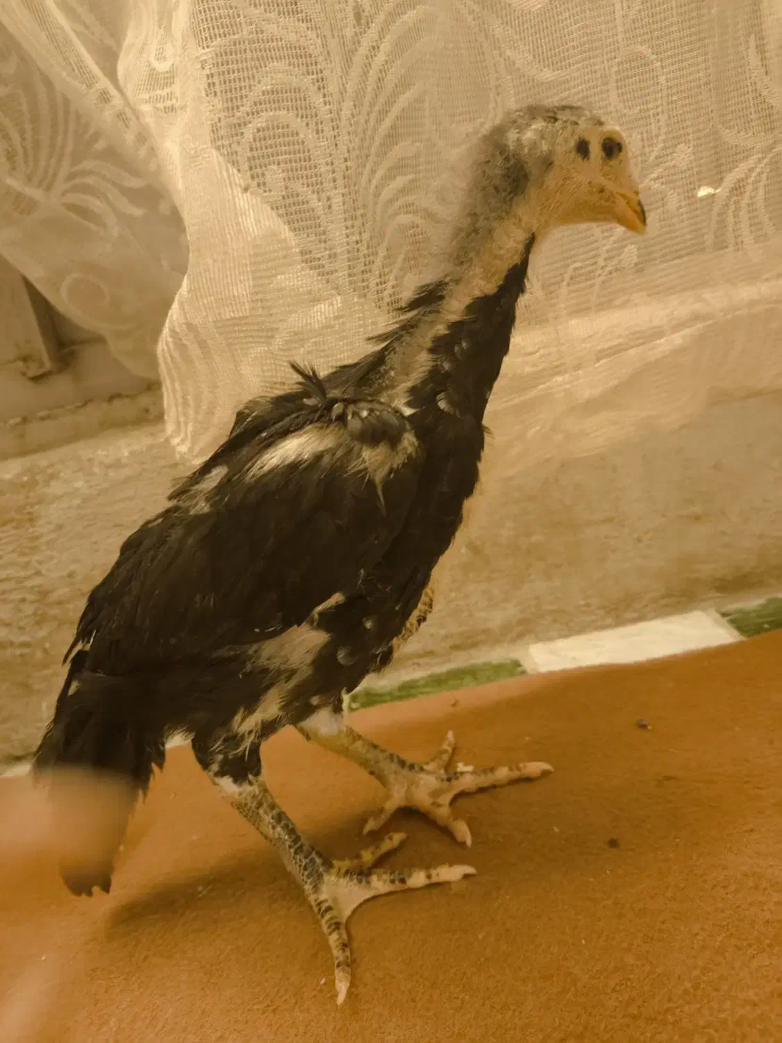 جوجه اوشامو|حیوانات مزرعه|صباشهر, |دیوار