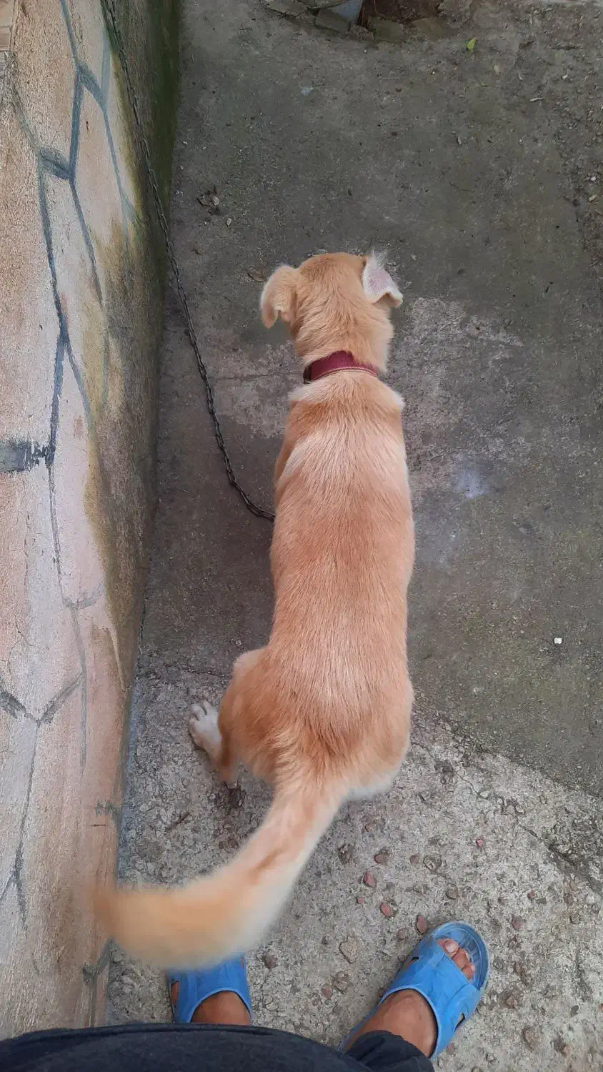 واگذاری سگ رایگان|سگ|ماسال, |دیوار