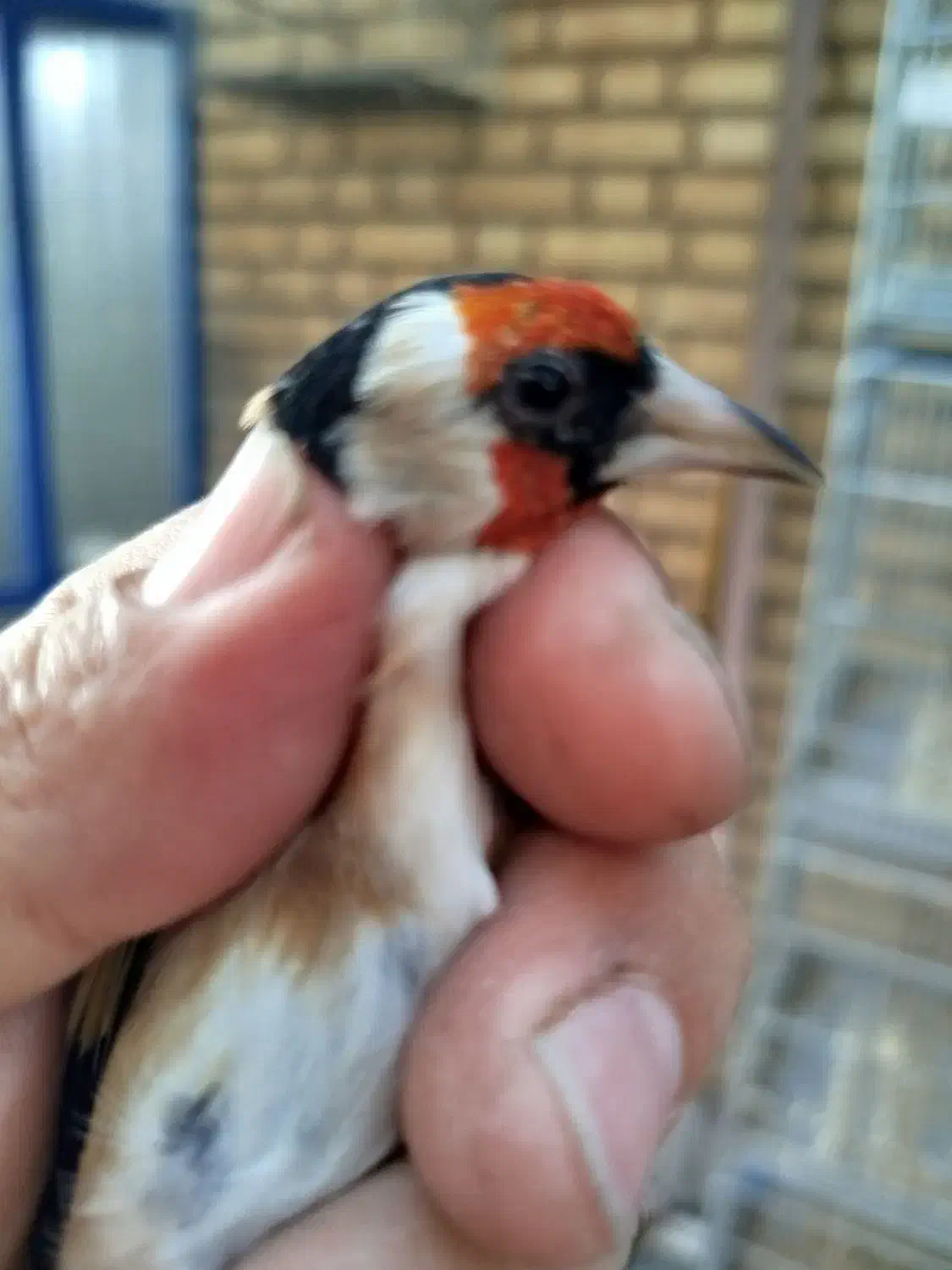 سهره تک وتعداد|پرنده|پاکدشت, پاکدشت (مامازند)|دیوار