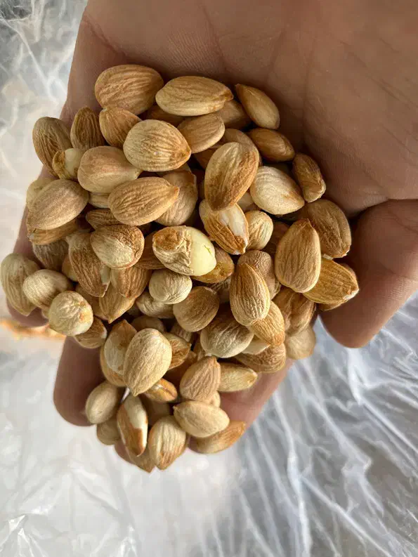 مغز هسته زرد آلو عمده|خوردنی و آشامیدنی|بناب, |دیوار