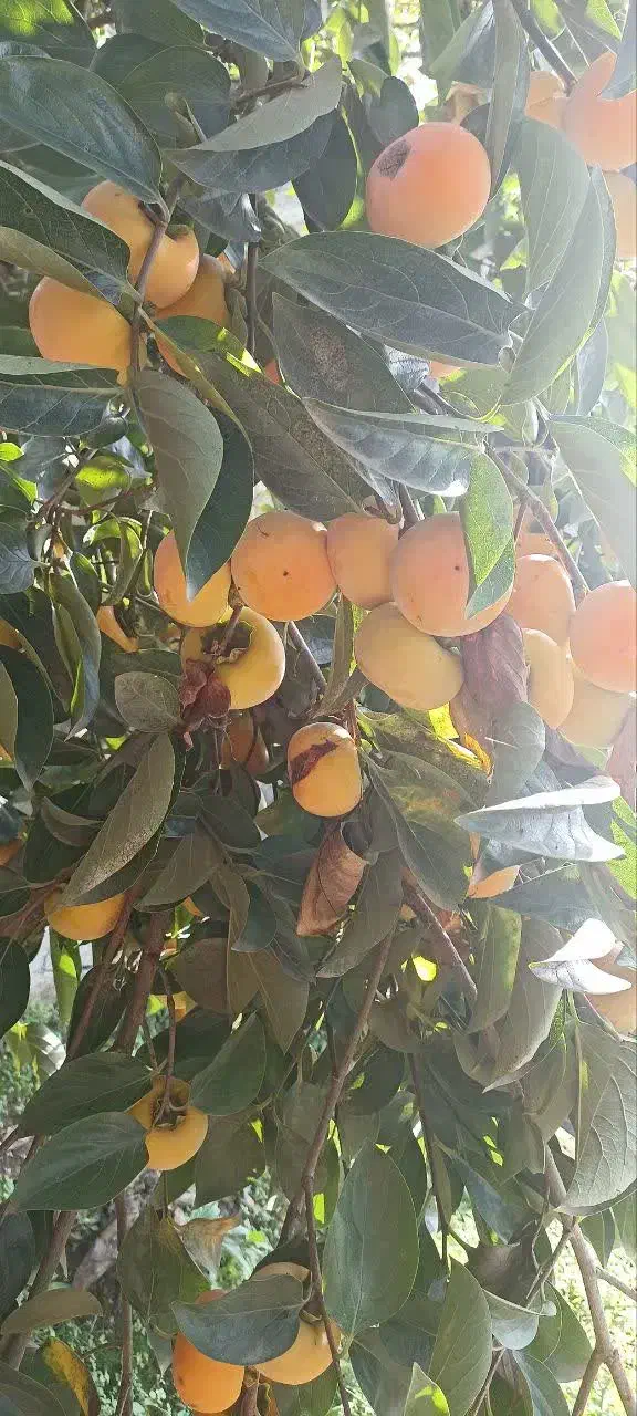 خرمالو تازه|خوردنی و آشامیدنی|شلمان, |دیوار