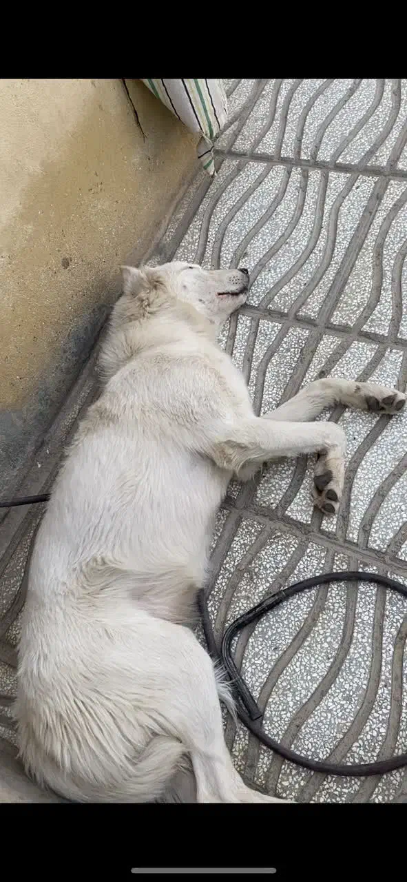 سگ گمشده در درجزین|حیوانات|سمنان, |دیوار