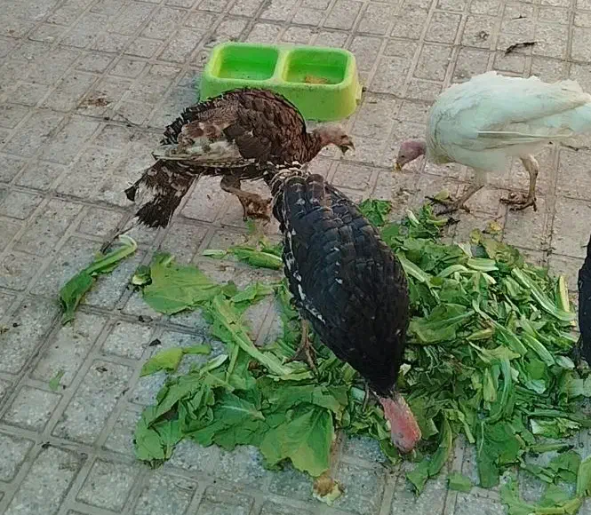 فروش مرغ،خروس،بوقلمون|حیوانات مزرعه|فسا, |دیوار