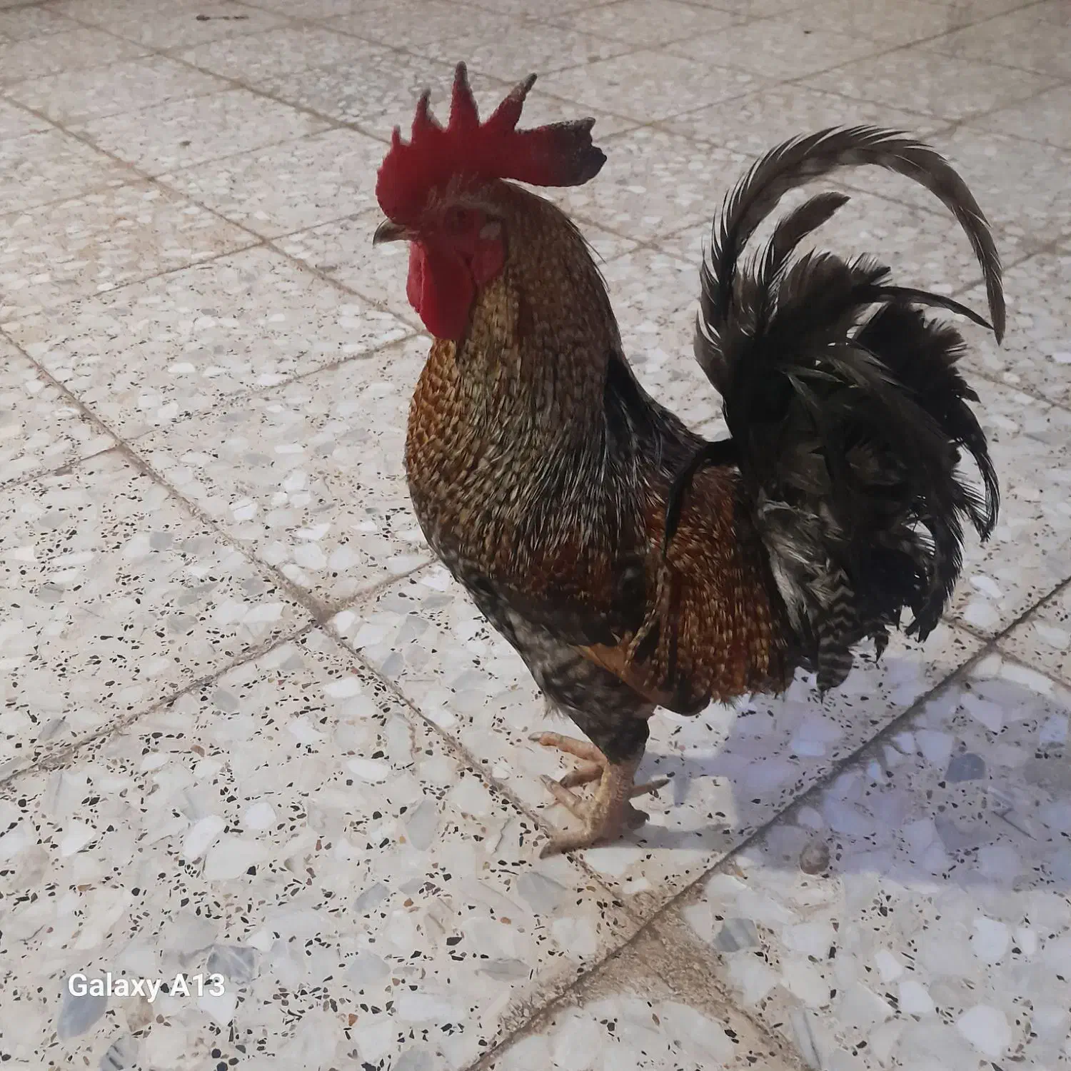 اسباب‌بازی|اسباب‌بازی بچه|ایذه, |دیوار