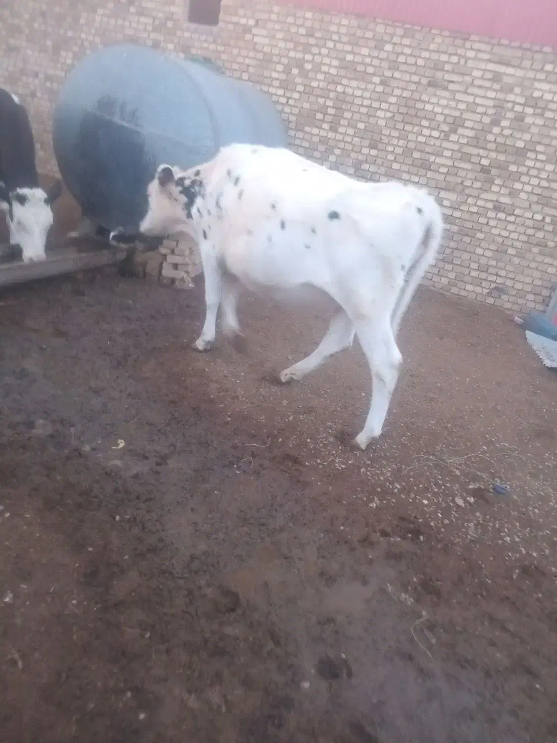 تلیسه‌کشتاری|حیوانات مزرعه|خرمدشت, |دیوار