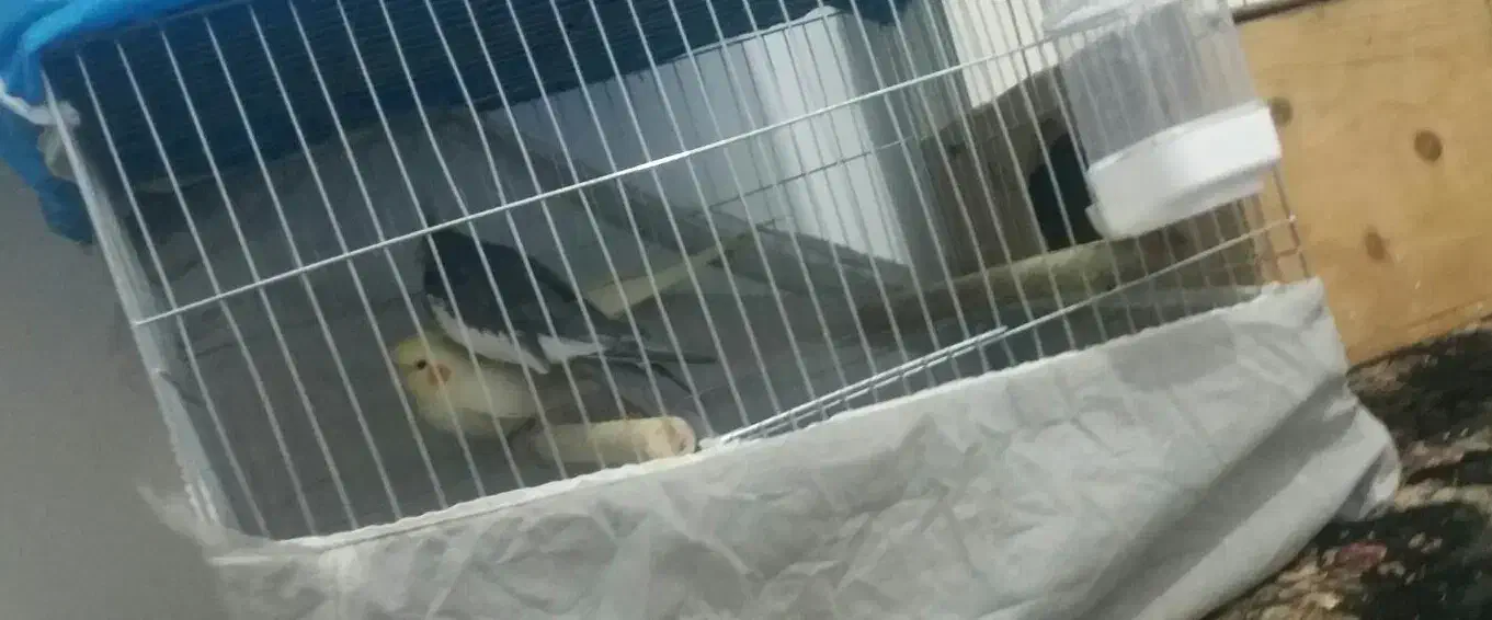 عروس هلندی مولد|پرنده|شهریار, شهرک شاهد|دیوار