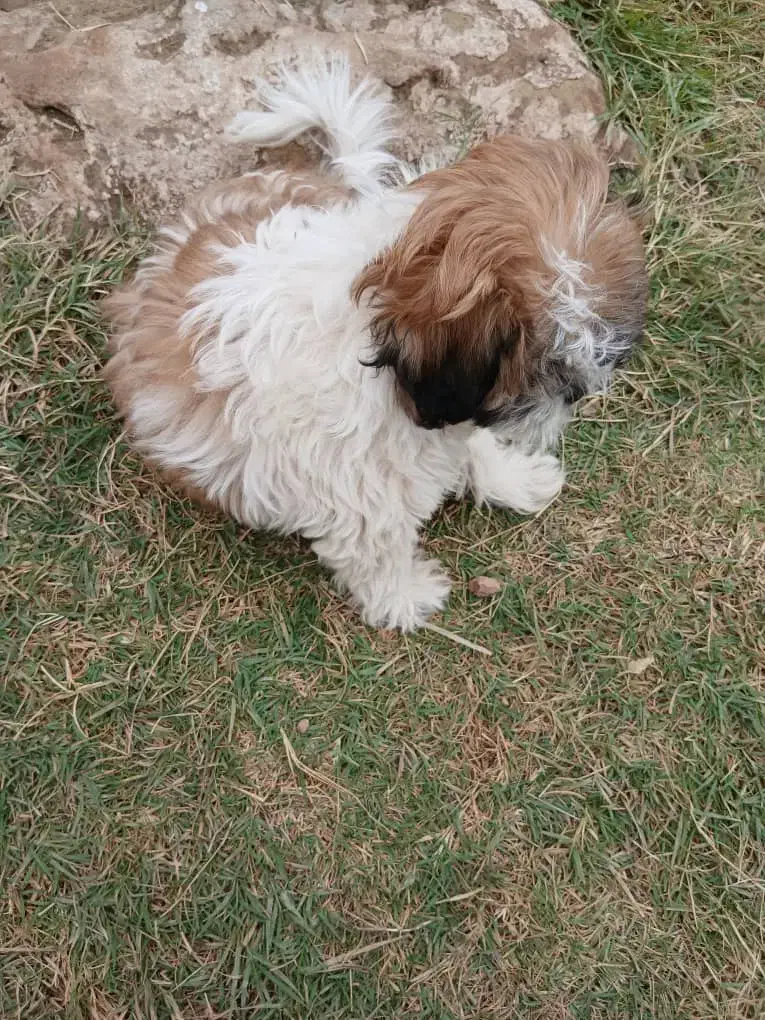 سگ شیتزو|سگ|مسجد سلیمان, |دیوار