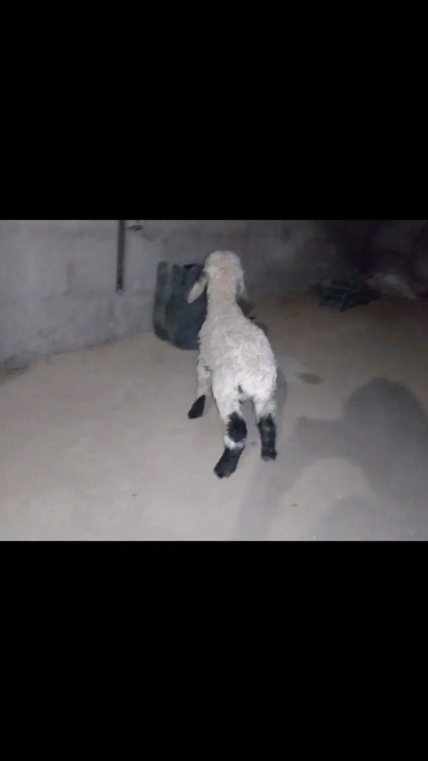 بره شیرخوار|حیوانات مزرعه|زهک, |دیوار