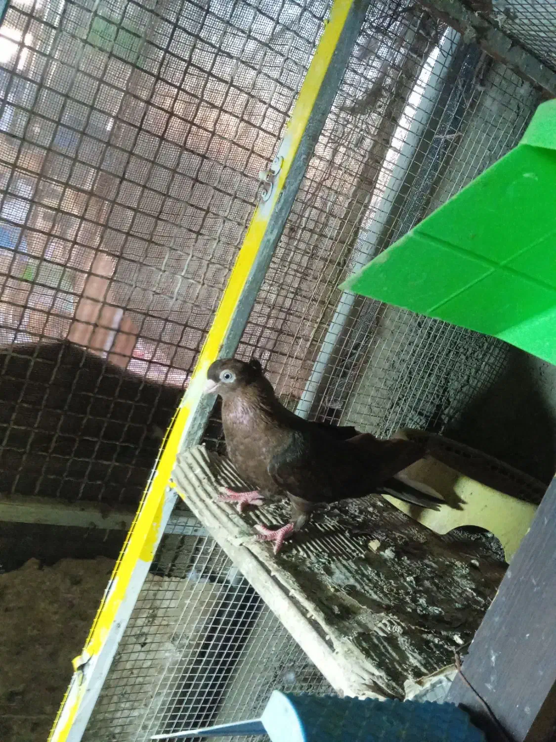 صرب|پرنده|امیدیه, |دیوار