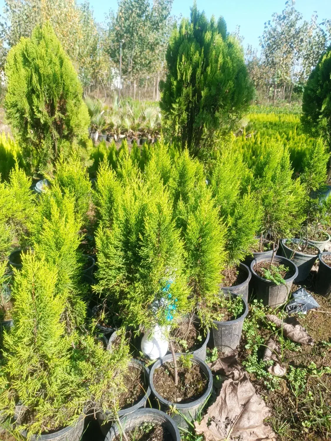 لاوسون یا کاج طلایی گلدان 3و4|گل و گیاه طبیعی|رامسر, |دیوار