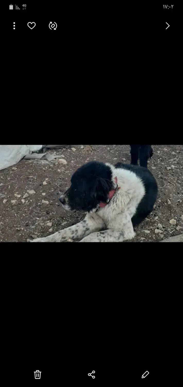 سگ گمشده مژدگانی|حیوانات|اندیکا, |دیوار