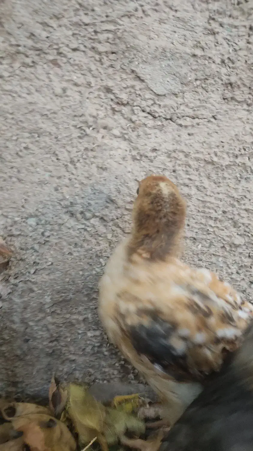 بیعانه برای حیوانات گمشده|حیوانات|گرمسار, |دیوار