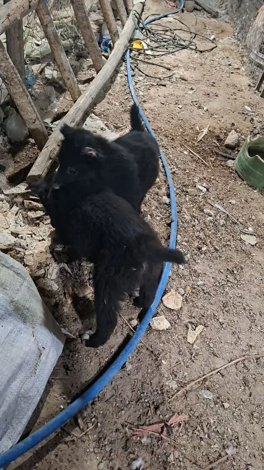 توله نر قدری جونی زیبا|سگ|برازجان, |دیوار