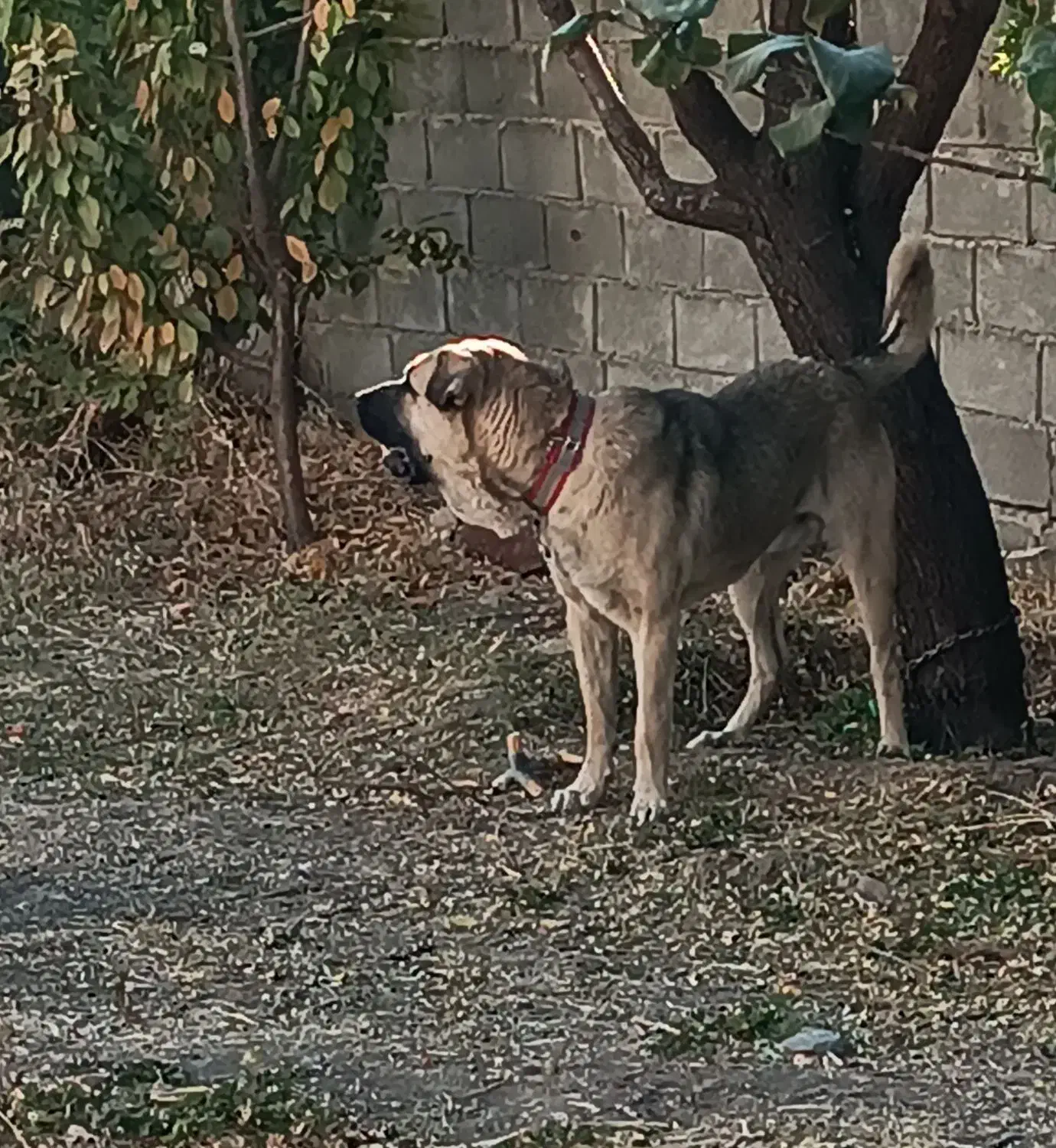 سگ پژدر|سگ|کرمانشاه, |دیوار