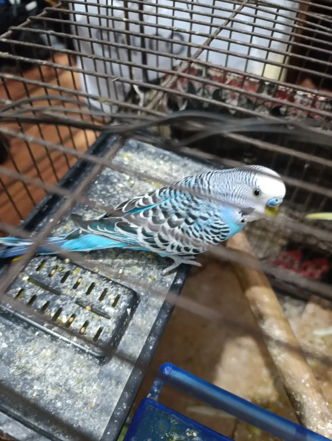 مرغ عشق انگلیسی|پرنده|کبودرآهنگ, |دیوار