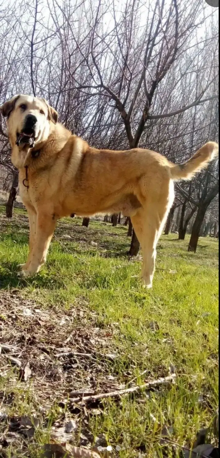 سگ عراقی|سگ|شاهرود (اردبیل), |دیوار