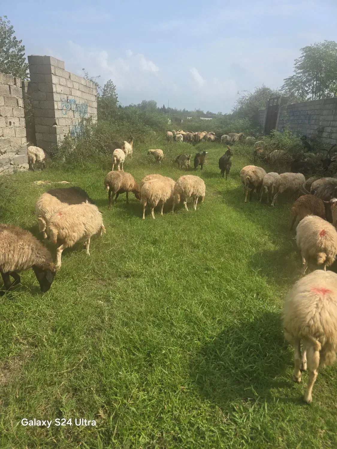 620|حیوانات مزرعه|لنگرود, |دیوار
