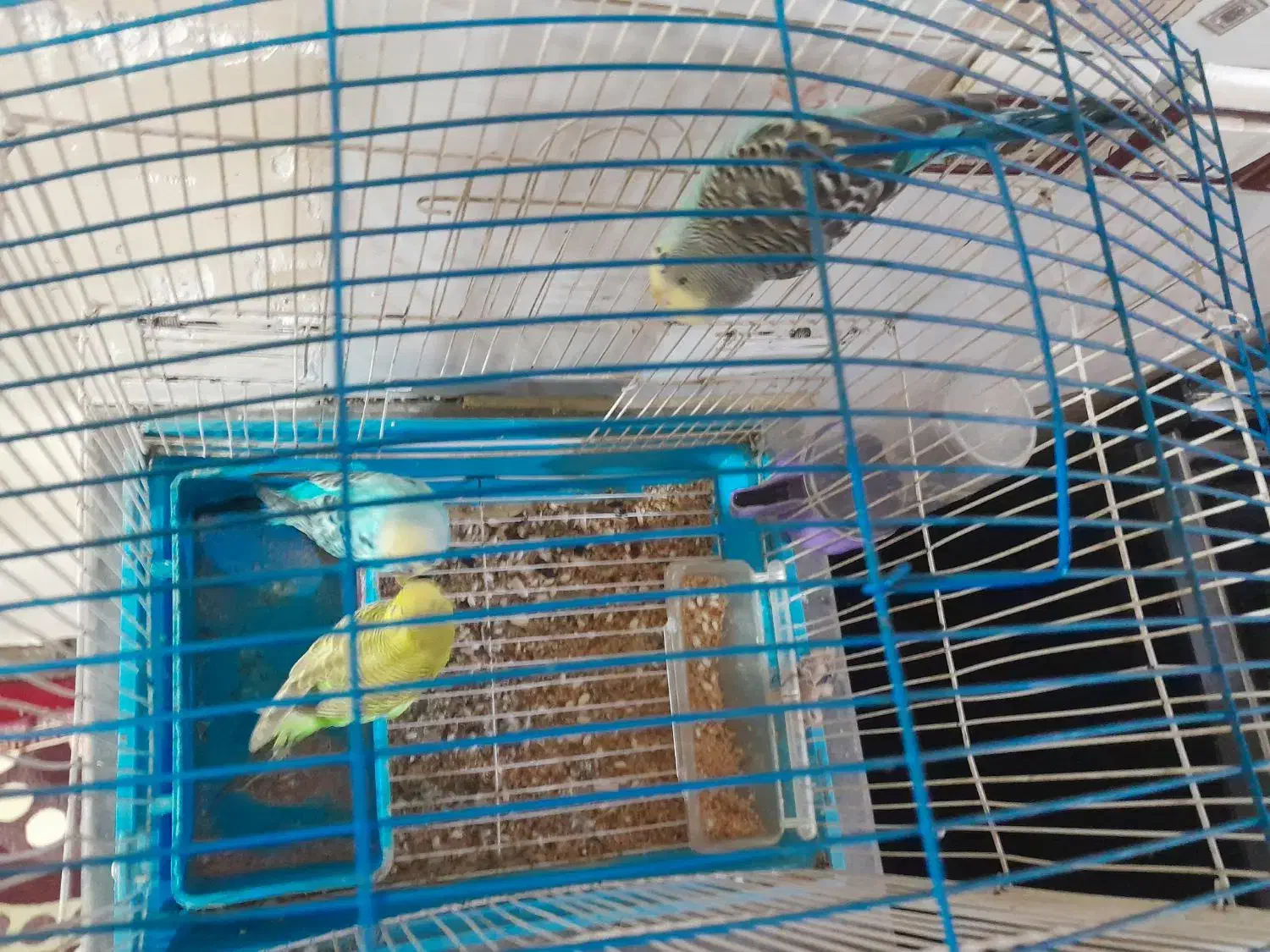 مرغ عشق مولد با یک بچه|پرنده|اردبیل, |دیوار