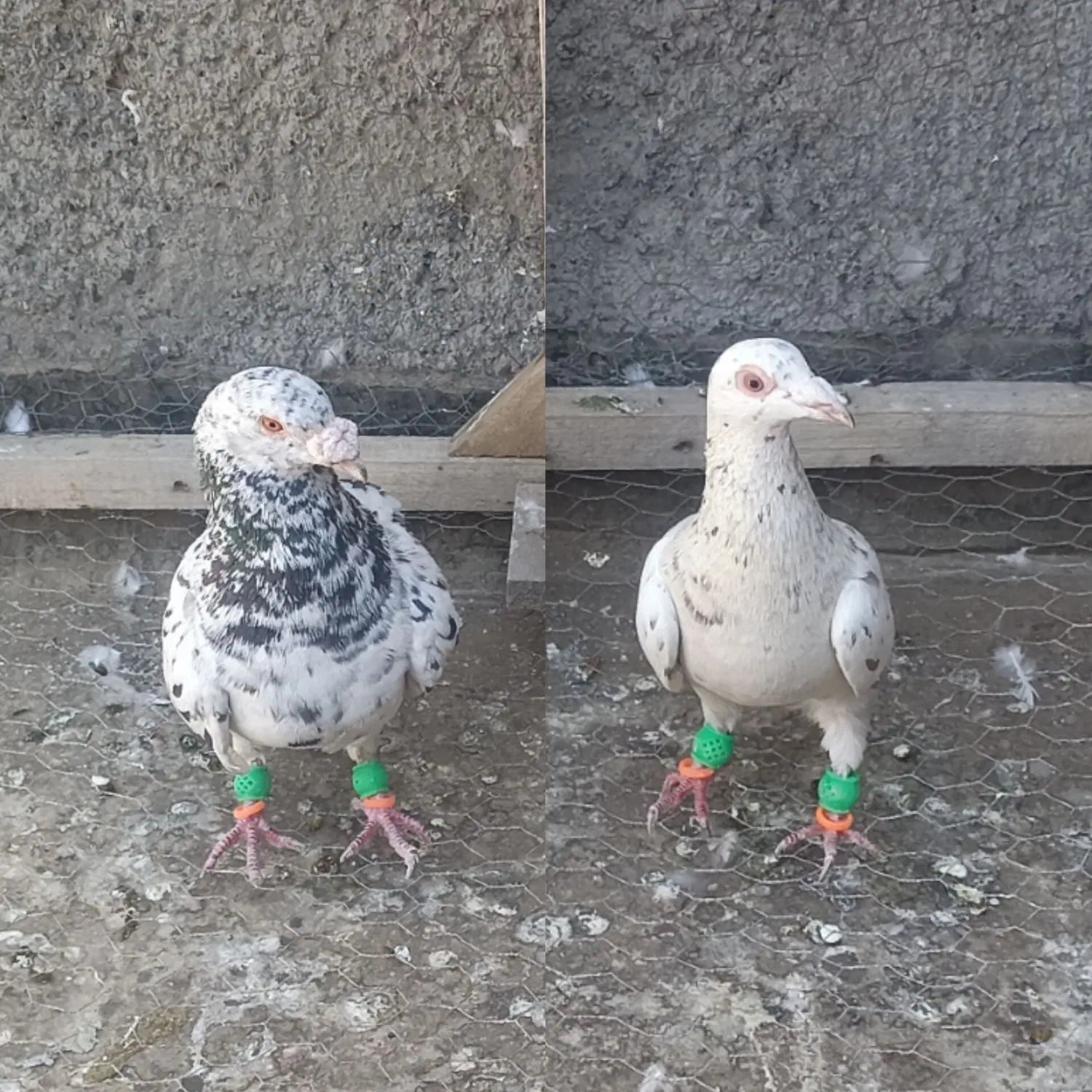 سار|پرنده|مشهد, شترک|دیوار
