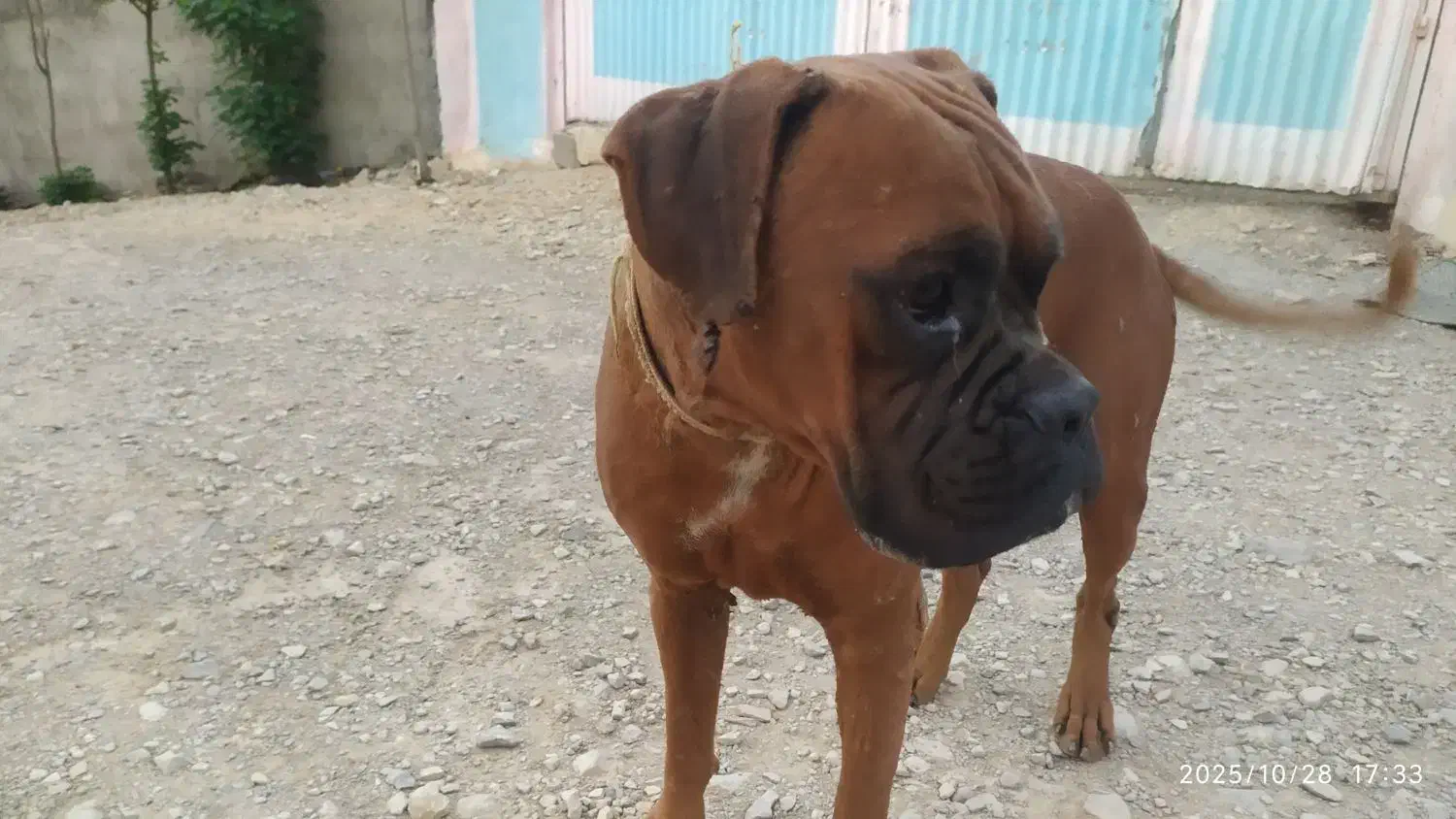 واگذاری سگ باکسر|سگ|آبدانان, |دیوار