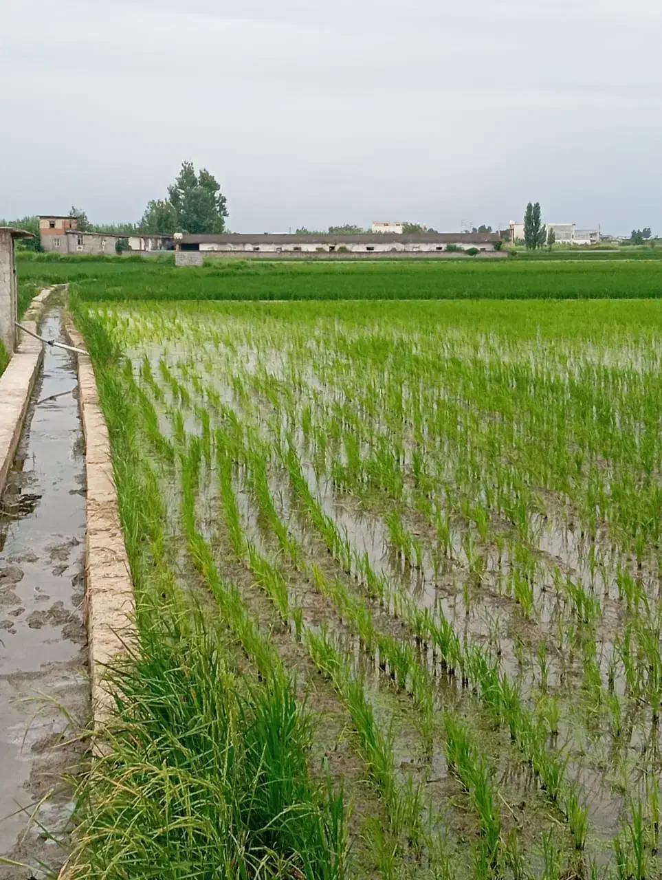 زمین کشاوزی ۲۵۰۰متری جاده سرخرود زیر قیمت|فروش زمین و ملک کلنگی|دابودشت, |دیوار