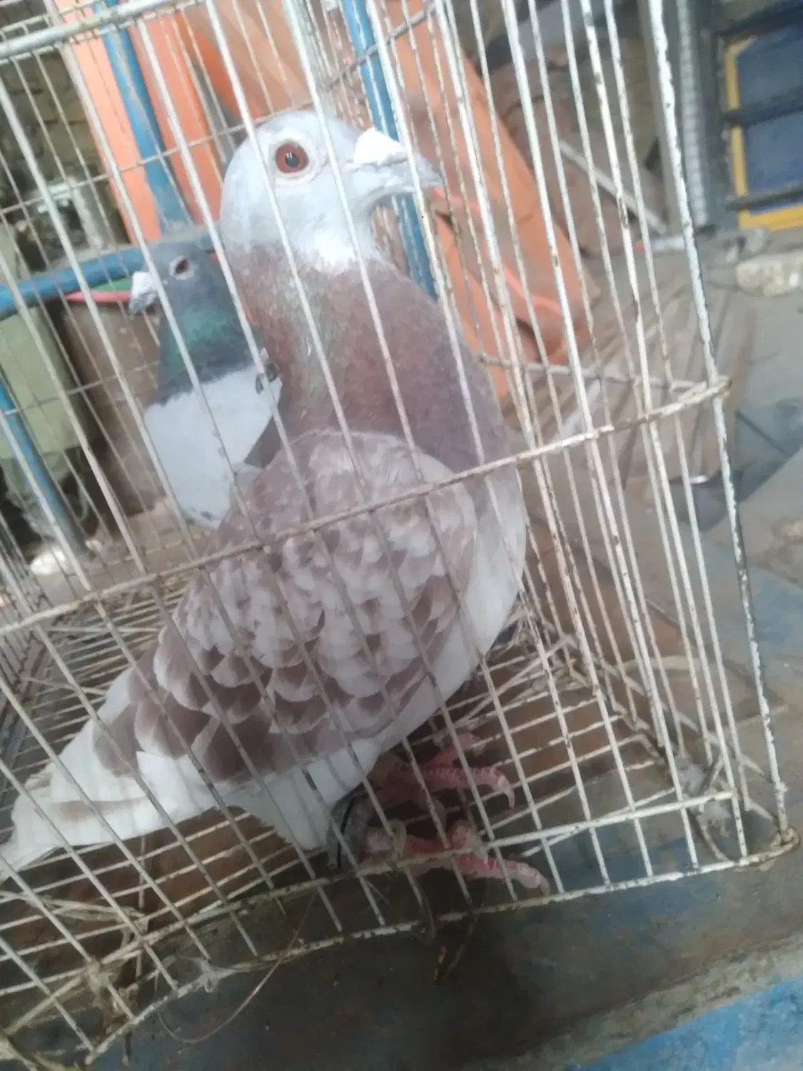 قورگی|پرنده|گلبهار, نوبهار|دیوار