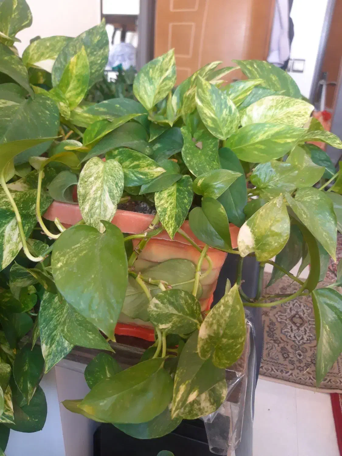 گلدان سانسوریا، پتوس، قاشقی|گل و گیاه طبیعی|اصفهان, طامه|دیوار