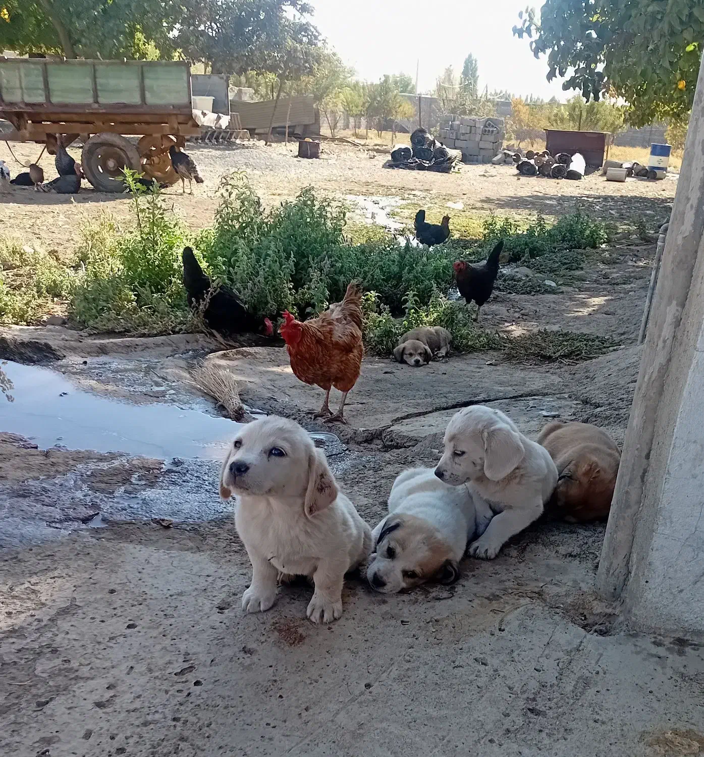 توله سگ پا کوتاه|سگ|کرمانشاه, |دیوار