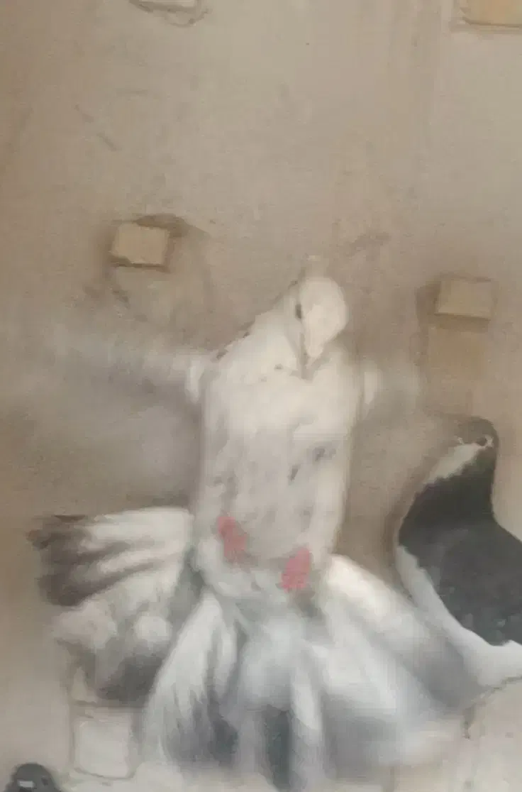 کبوتر دمبی الماسی پُـر خال سیاه|پرنده|مرودشت, ابوذر شمالی|دیوار