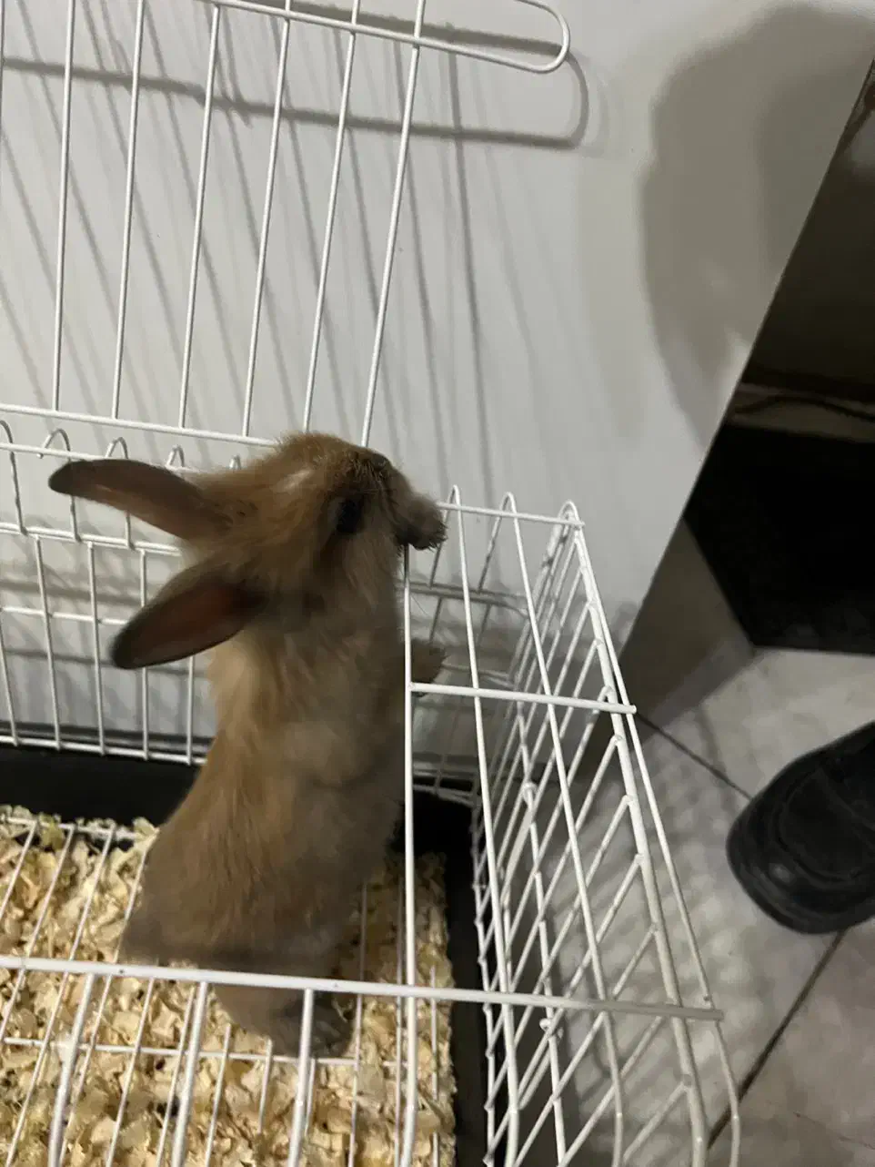 خرگوش لوپ|موش و خرگوش|تهران, هفده شهریور|دیوار