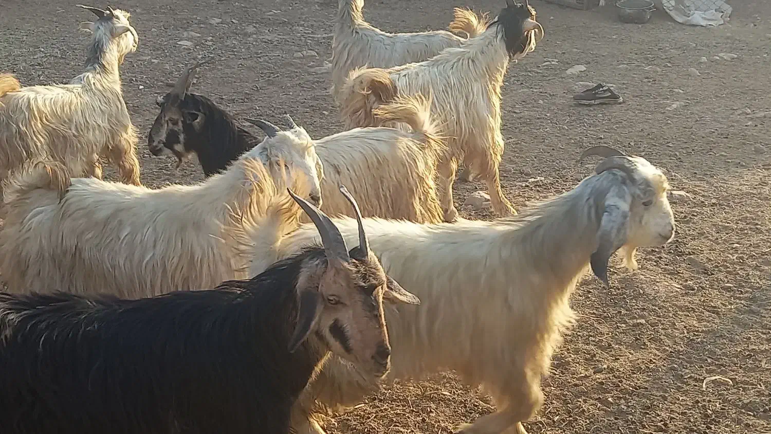 کهره چاق بز آبستن|حیوانات مزرعه|مرودشت, پشت سایپا|دیوار