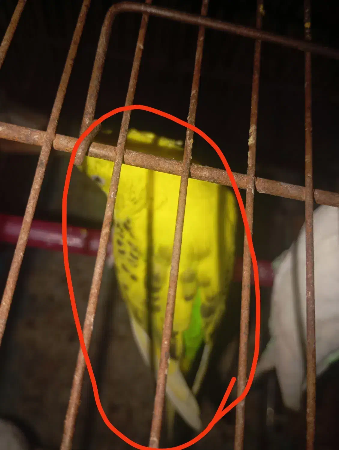 مرغ عشق نر و ماده|پرنده|بندر ماهشهر, |دیوار