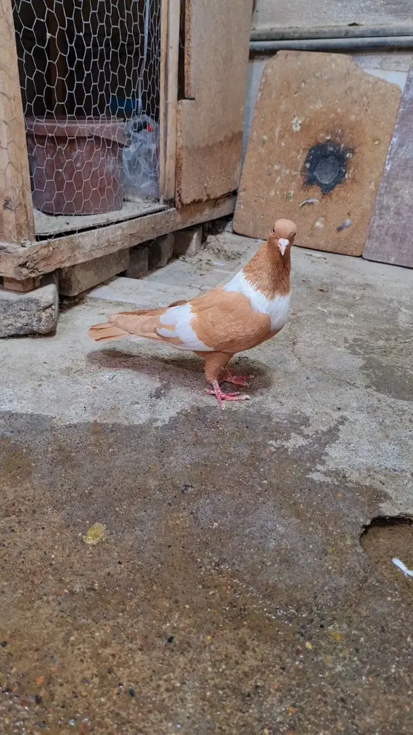 دم سفید کلاغ زرد سینه سرخ|پرنده|مشهد, کوشش|دیوار