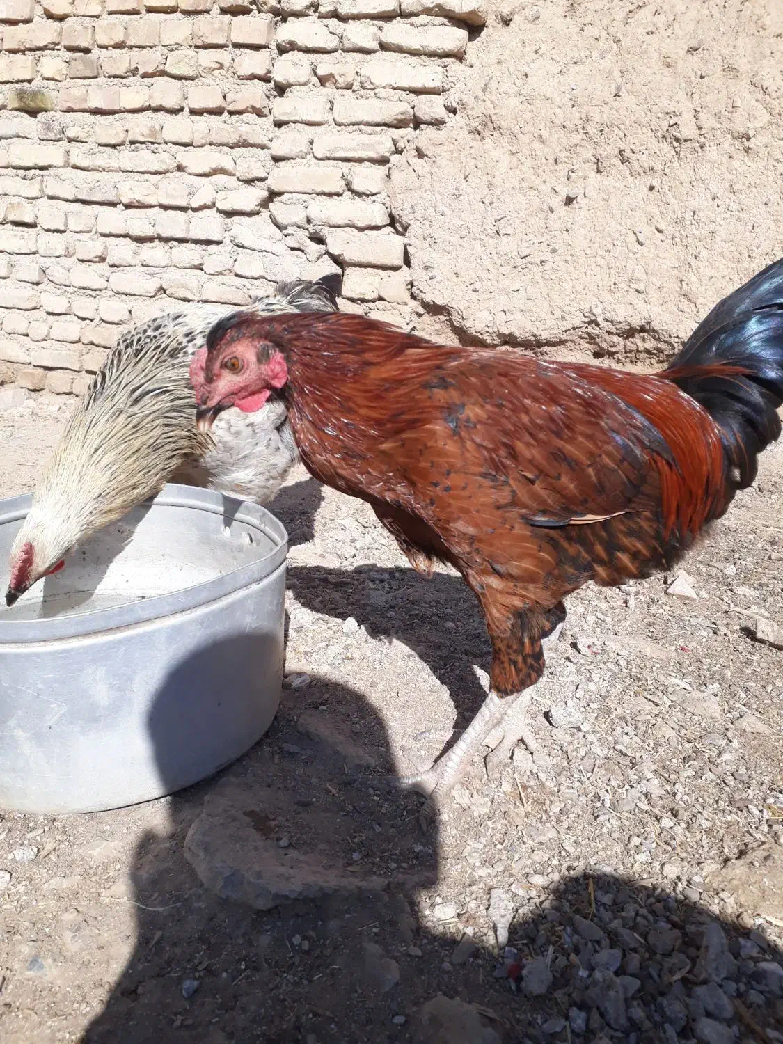 خروس محلی|حیوانات مزرعه|فردوس (خراسان), |دیوار