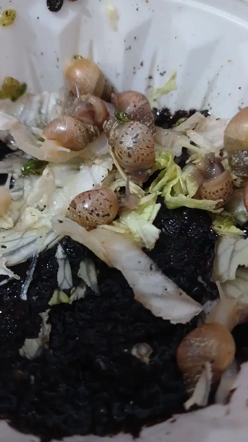 حلزون|خزنده|اصفهان, آفاران|دیوار