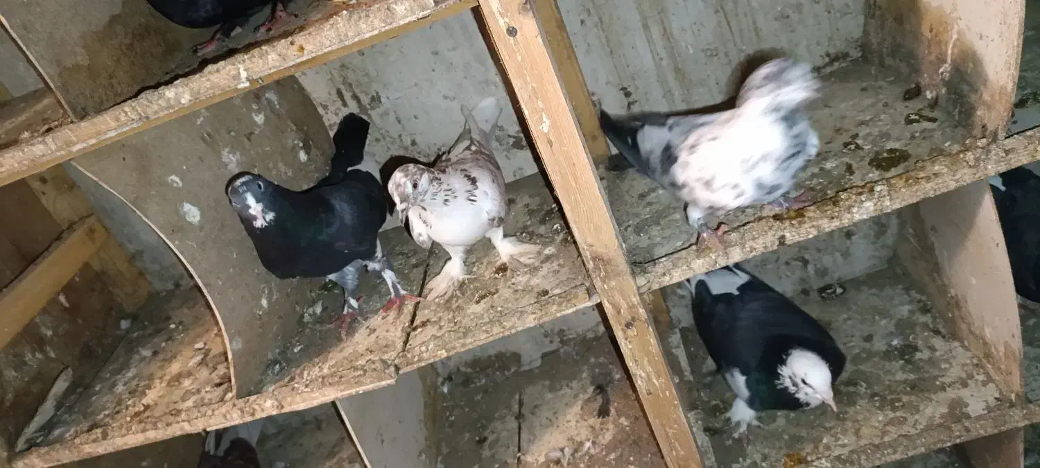 کبوتر|پرنده|بابلسر, |دیوار