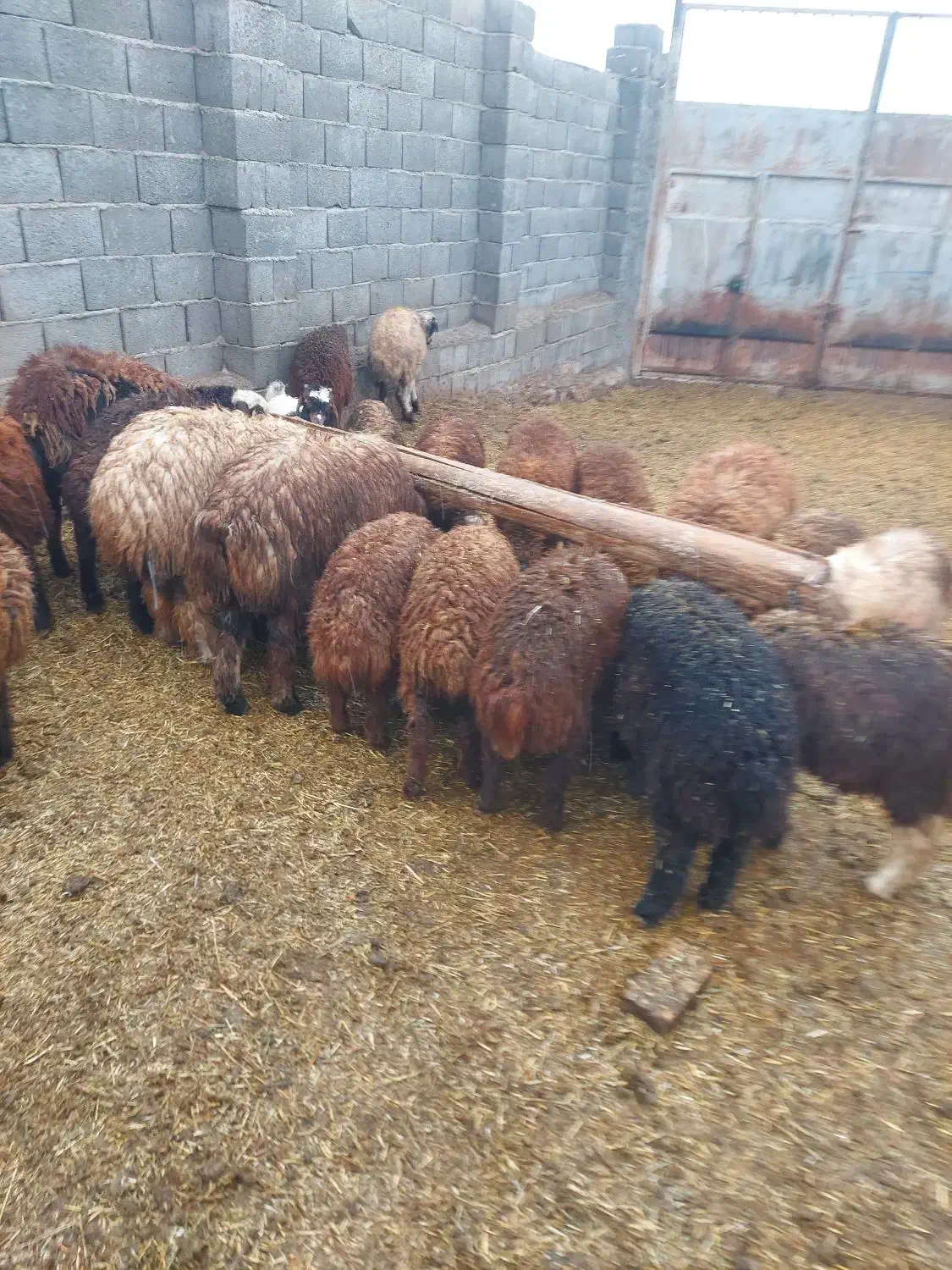 بره پرواری فقط نقد|حیوانات مزرعه|پادنا علیا, |دیوار