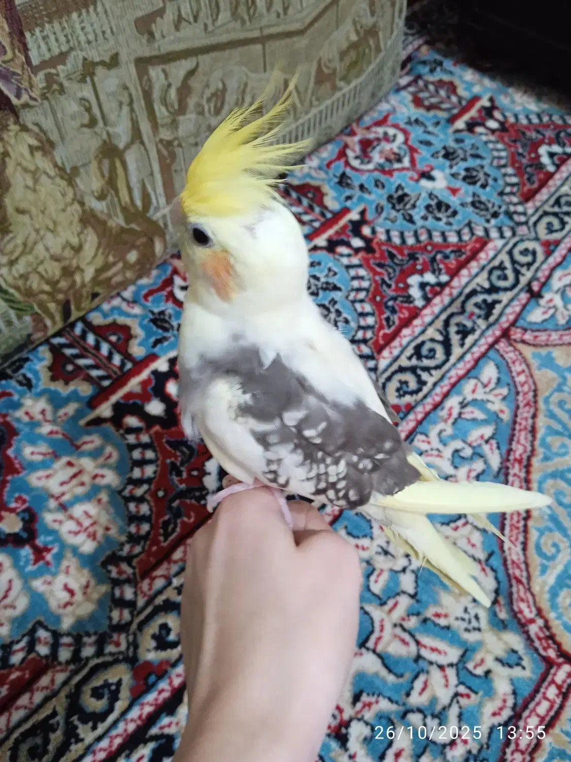 عروس هلندی نروماده|پرنده|لنگرود, |دیوار