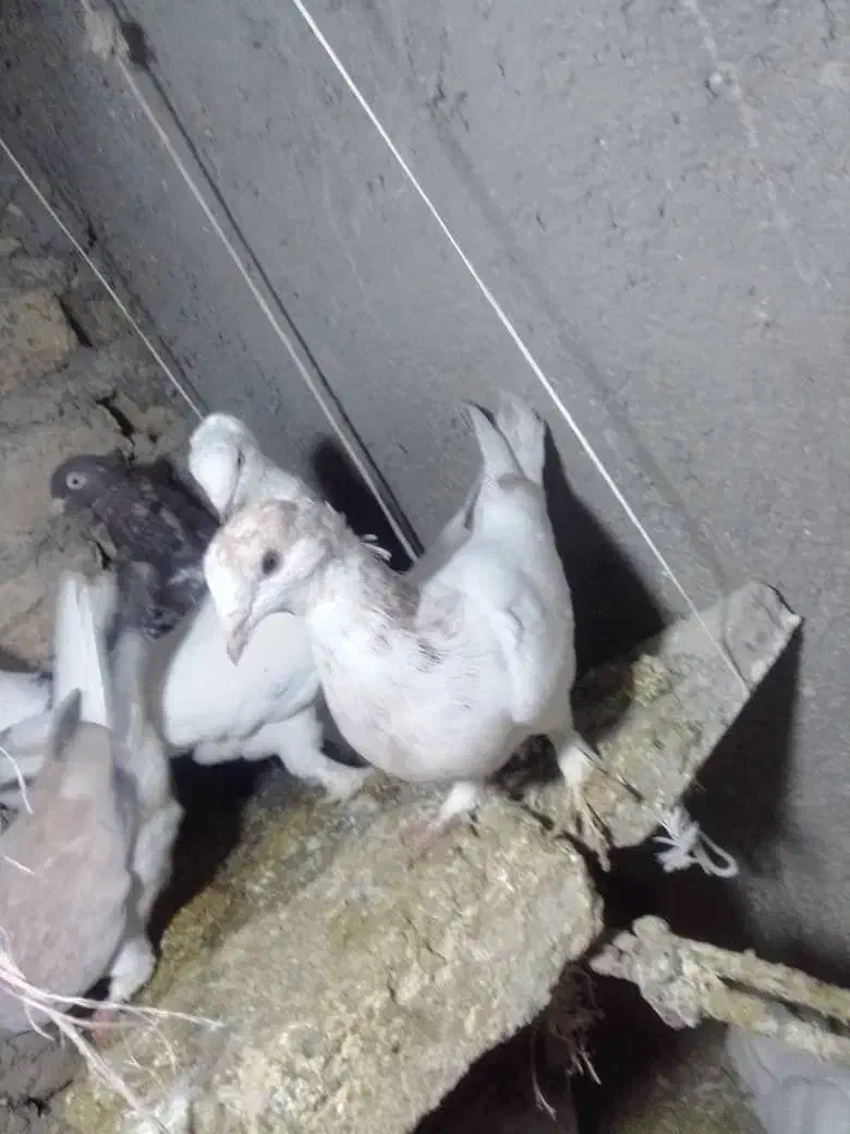 فروشی|پرنده|گلبهار, شهر جدید گلبهار|دیوار