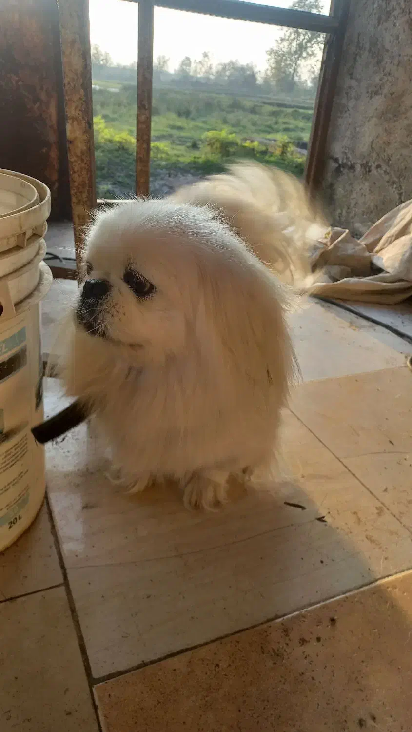 پکنیز امپریال ماده خالص|سگ|رشت, حافظ آباد|دیوار