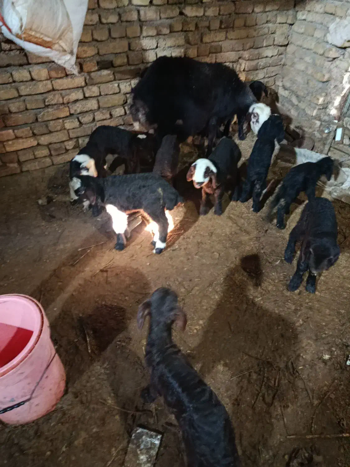 بره شیری|حیوانات مزرعه|تربتحیدریه, بالا ولایت|دیوار