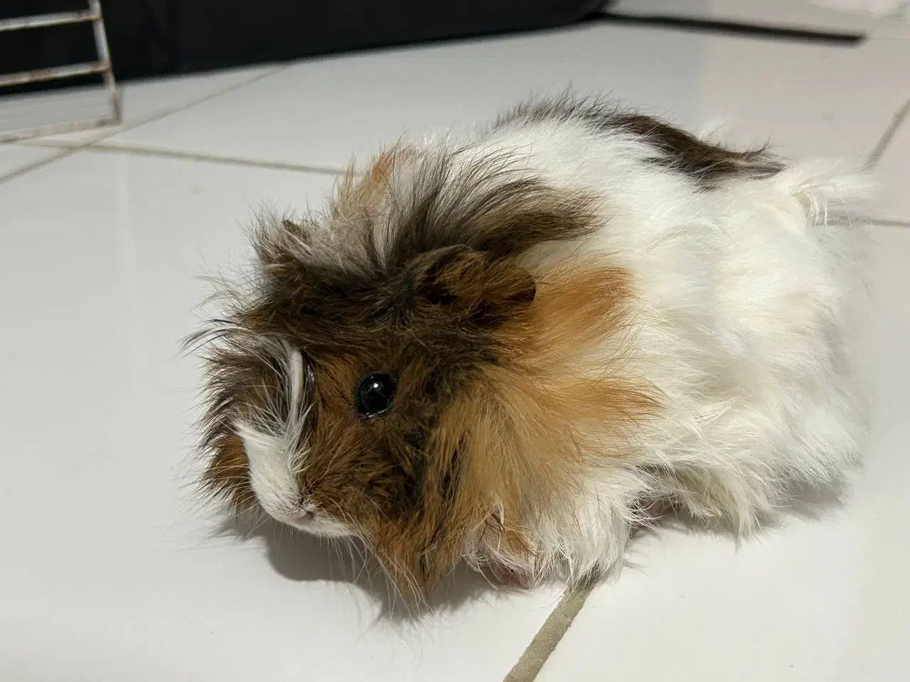 خوکچه هندی|موش و خرگوش|رشت, شهرک قدس|دیوار