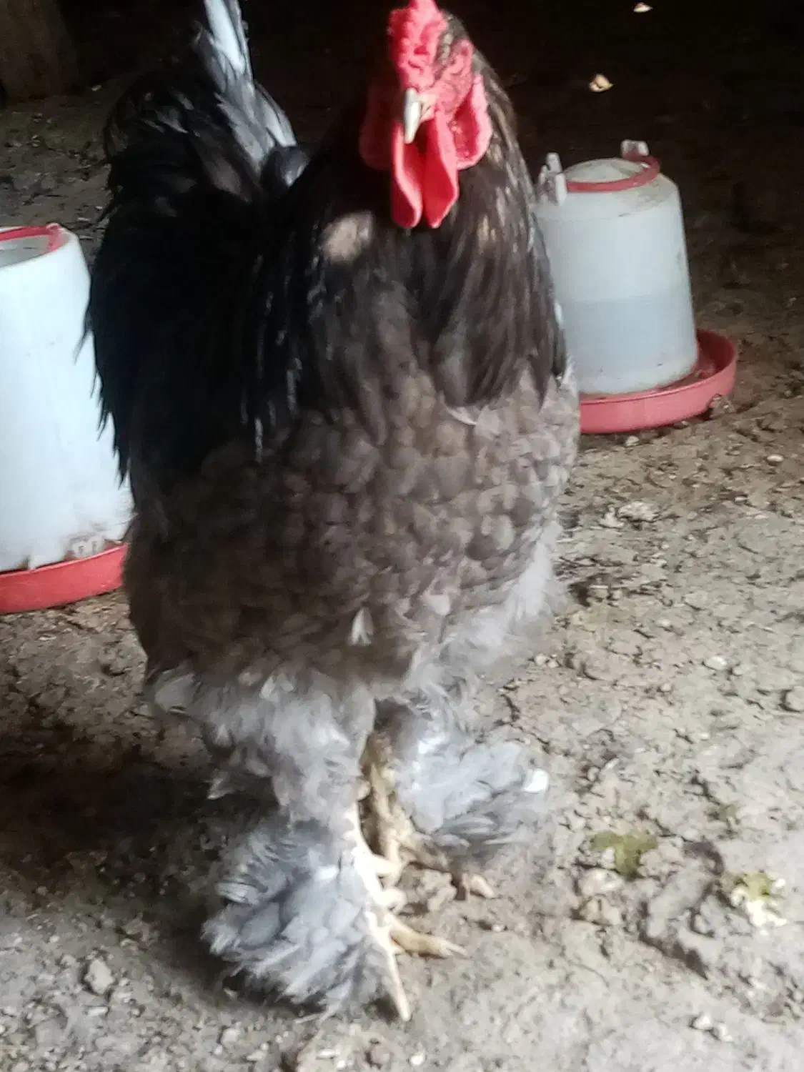 چندتا خروس برهما لایت فروشی|حیوانات مزرعه|مشگین شهر, |دیوار