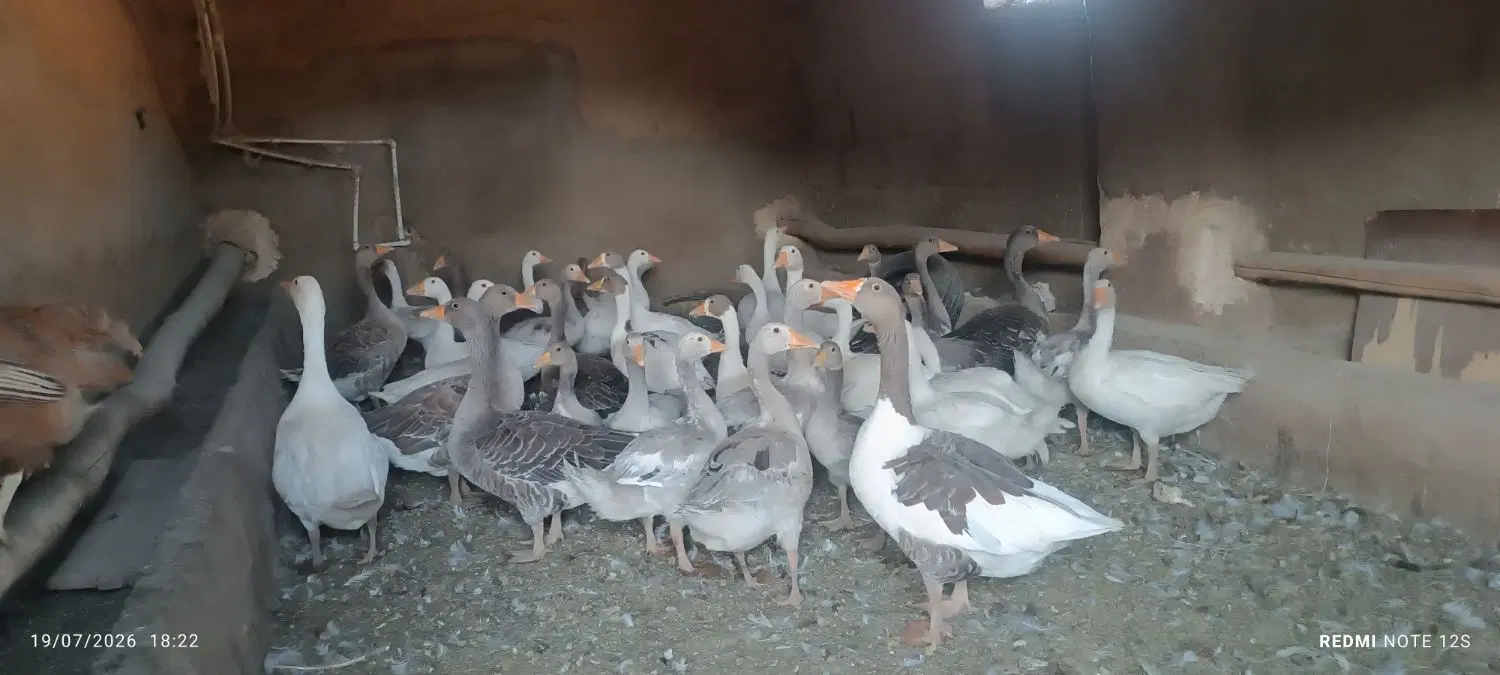 غاز|حیوانات مزرعه|کرانی, |دیوار