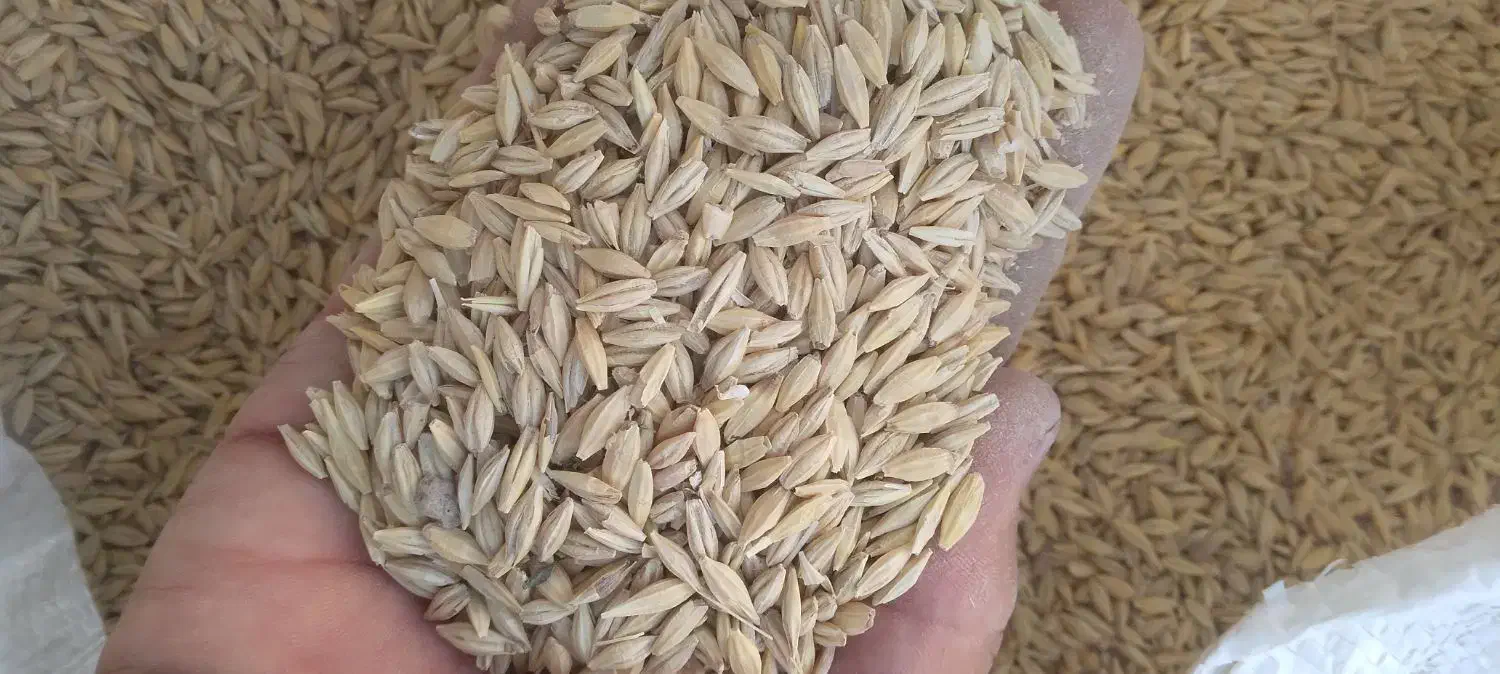 جو بذری سهند|خدمات باغبانی و درختکاری|قوچان, |دیوار