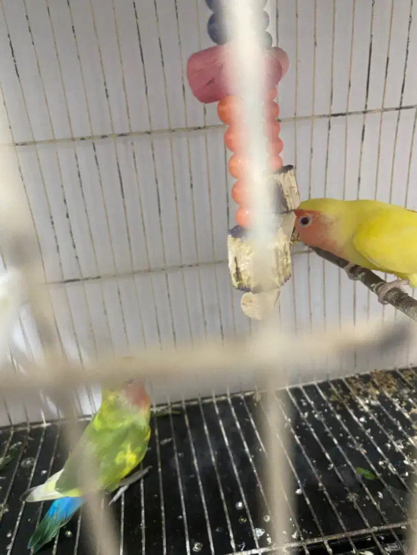 کوتوله|پرنده|زابل, |دیوار