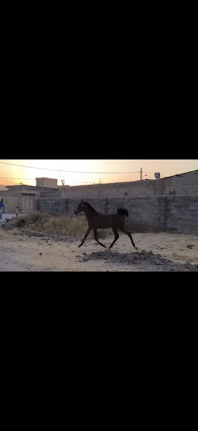 کره اسب نر یکسال|اسب و تجهیزات اسب‌سواری|مرودشت, رودبال|دیوار