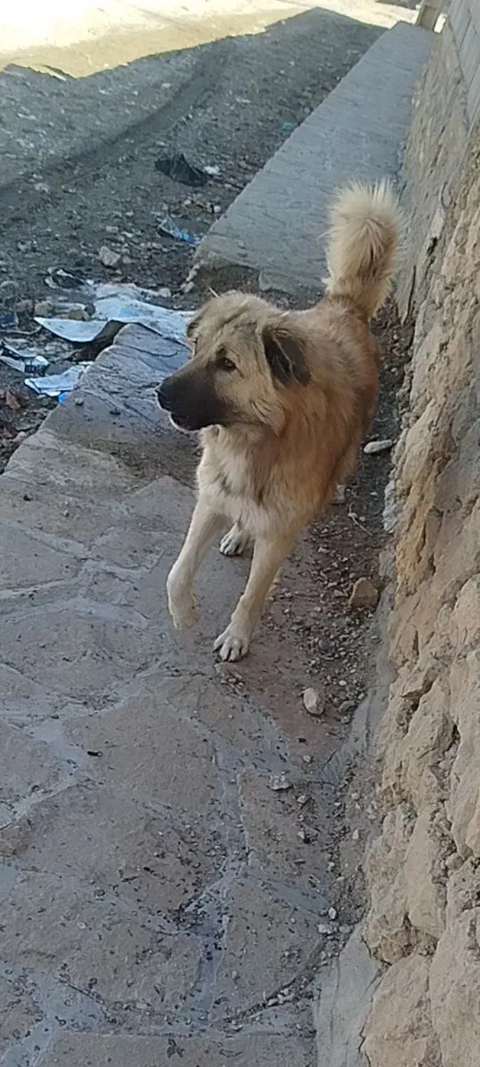 سگ پیدا کن|حیوانات|شیراز, رکنآباد|دیوار