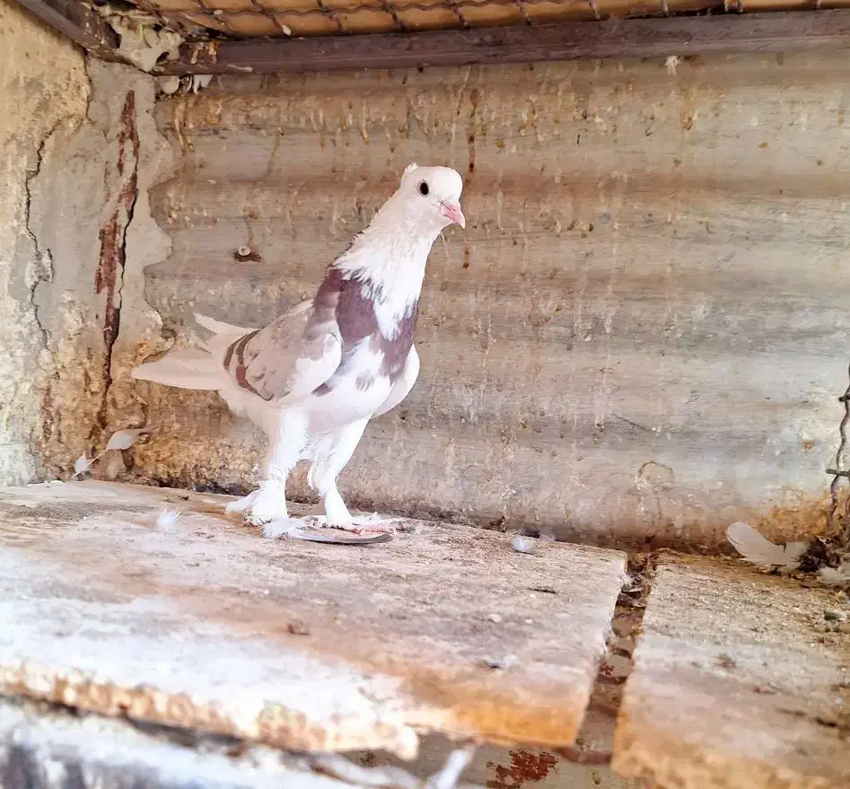 کفتر ۲تا ماده کاکولی پریا|پرنده|ری, ولی آباد|دیوار