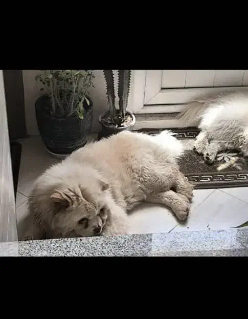 سگ چاو چاو نر ماده|سگ|مبارکه, |دیوار